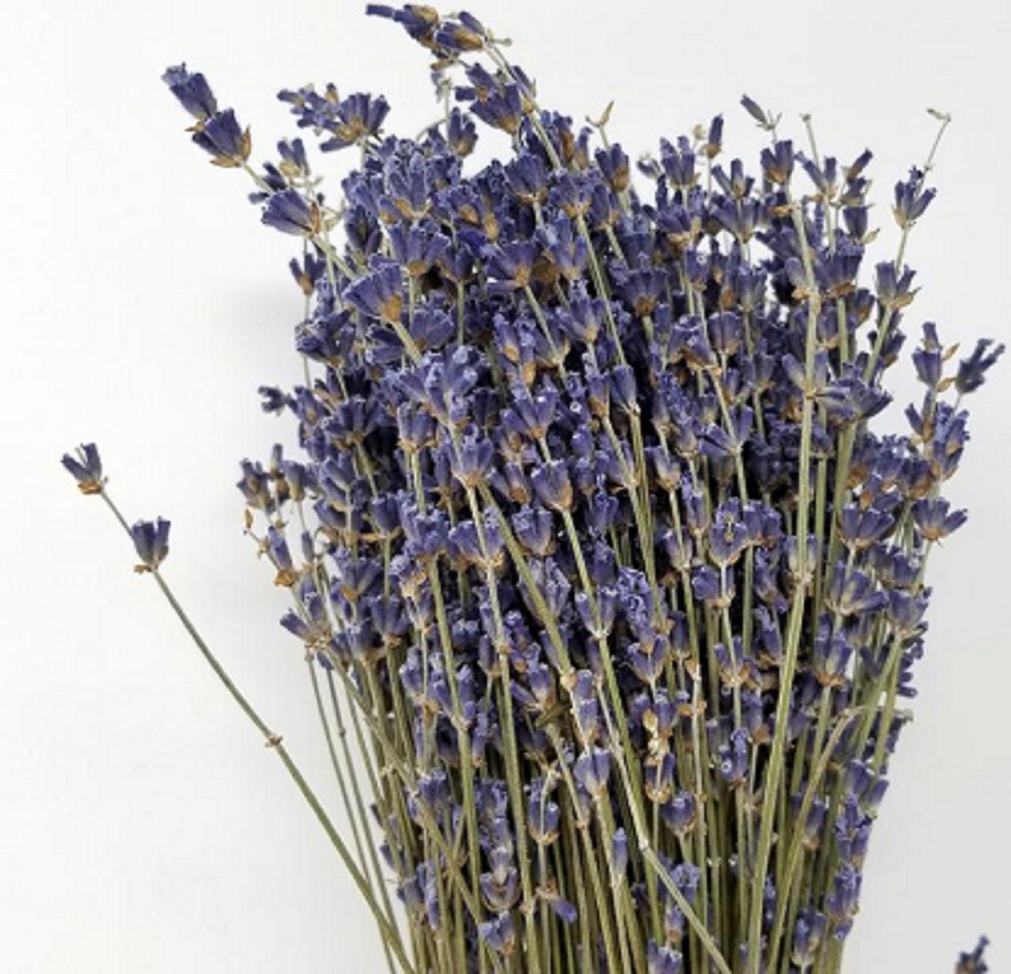 High-Grade French Lavender Flower Bunch 14" L