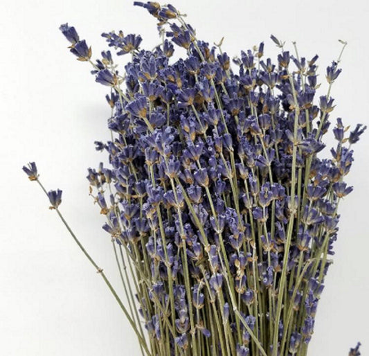 High-Grade French Lavender Flower Bunch 14" L