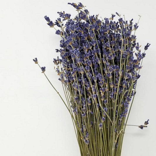 High-Grade French Lavender Flower Bunch 14" L